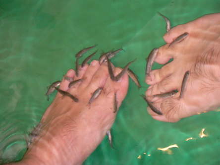 Doctor fish garra rufa fish pedicure