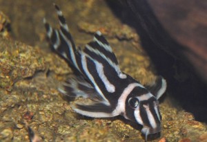 Zebra Pleco