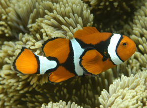 Percula/Orange clownfish (Amphiprion percula)