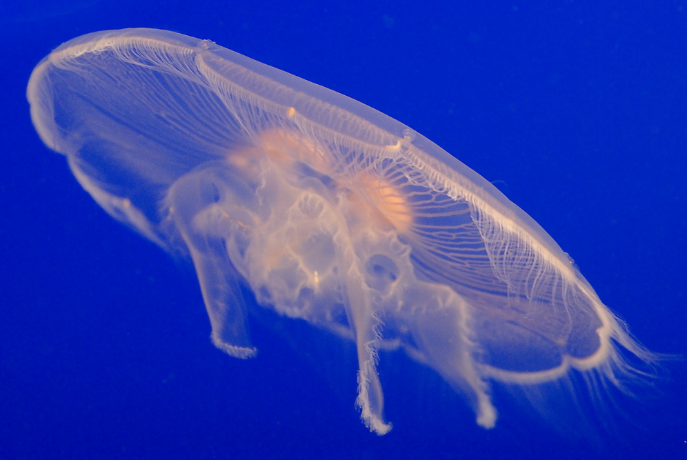 Moon Jellyfish - EverClear Aquatics Aquarium Service