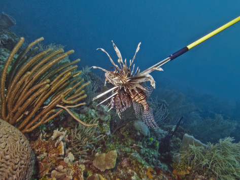 Lionfish Speared