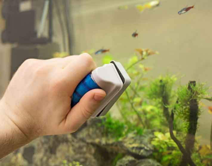 Aquarium Technician Cleaning Aquarium