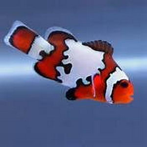 Clownfish-BlackIce