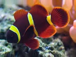 Clownfish-Maroon-GoldStripe