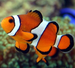 Clownfish-Ocellaris