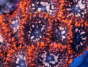 Coral-Palythoa-UtterChaos