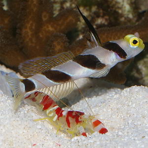 Goby-HiFinBanded