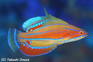 Wrasses-McCoskers