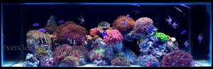 Coral Reef Aquarium       